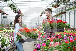Gardening people, Florist working with flowers in greenhouse