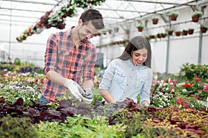 Gardening people, Florist working with flowers in greenhouse