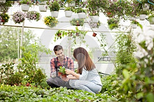 Gardening people, Florist working with flowers in greenhouse