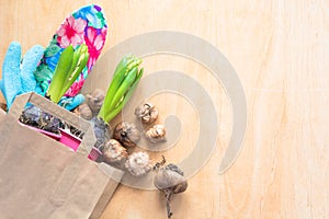 Gardening and planting concept. Shopping paper bag with seedlings hyacinth and bulbs of gladiolus. Copy space. Spring background.