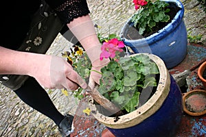 Jardinería plantando flores 