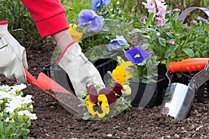 Jardinería plantando flores 