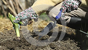 Gardening, planting, flowers bulbs - woman planting hyacinth bulb photo