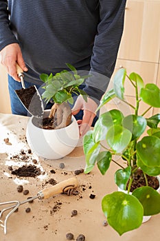 Gardening, planting at home. man relocating ficus houseplant photo