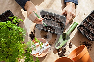 Gardening, planting at home. man sowing seeds in germination box