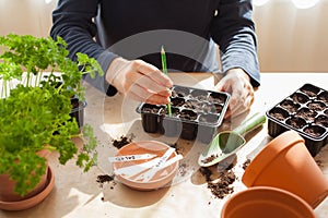 Gardening, planting at home. man sowing seeds in germination box