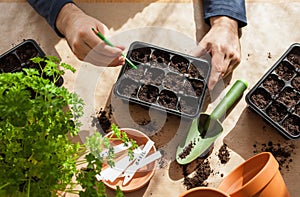 Gardening, planting at home. man sowing seeds in germination box