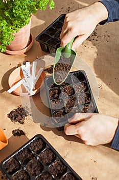 Gardening, planting at home. man sowing seeds in germination box