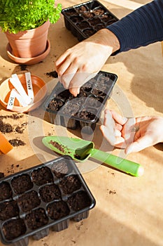 Gardening, planting at home. man sowing seeds in germination box