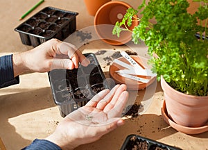 Gardening, planting at home. man sowing seeds in germination box