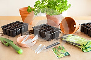 Gardening, planting at home. sowing seeds in germination box