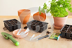 Gardening, planting at home. sowing seeds in germination box