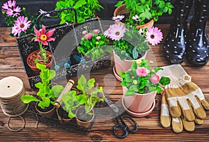 Gardening - planting and replanting, seedlings with plants in flower pots