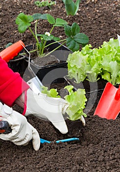 Gardening, planting salad