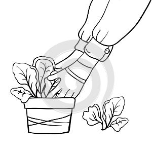 Gardening, planting seedlings or plants. Working hands of a gardener in gloves. Flower pot with seedlings. Young spring lettuce. H