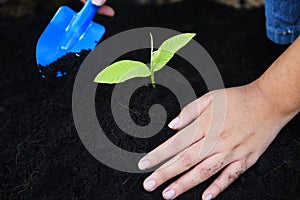 Gardening planting a tree seedlings young plant are growing on soil with hand woman help the environment - Save environment green