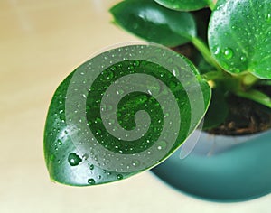 Gardening, plants and nature concept, close up of wet Philodendron flower