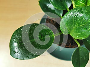 Gardening, plants and nature concept, close up of wet Philodendron flower