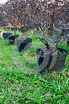 Gardening plants plantlet photo