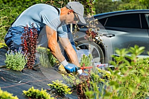 Gardening Professional Installing Drip Irrigation System