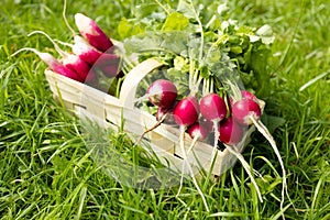 Gardening. Radish fresh arrangement in a wooden box, fresh and organic vegetables. Small healthy and bio food business