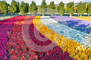 Gardening rainbow colour flower farm