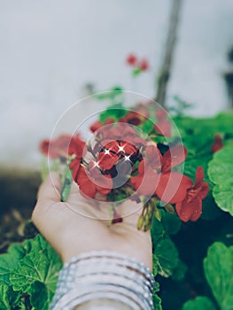 Red blossoms of flowers gardening