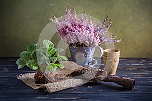 Gardening and replanting - Erica gracilis in pot and indoor plant with gardening tools