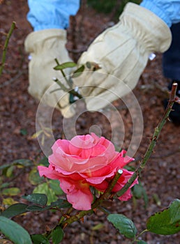 Gardening at a Rose Bush