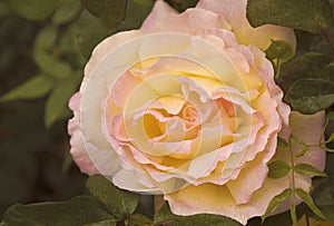 Gardening rose in droplets rain