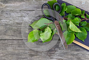 Gardening scissors, old book and green branch on rustic background. Gardening time. Free copy space.