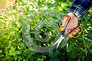 Gardening scissors. Pruning plants. Scissors in the hands of a gardener