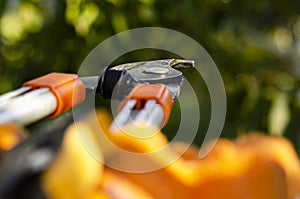 gardening secateurs for cutting branches on white background