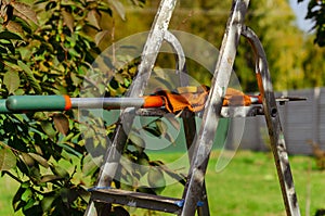 gardening secateurs for cutting branches on white background