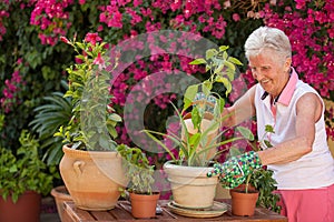 Gardening senior woman