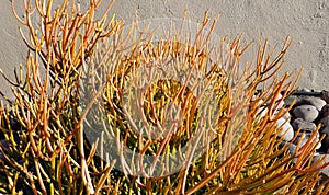 Gardening Series: Firestick - Euphorbia Tirucalli - Toxic Plant