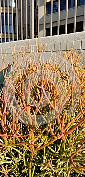 Gardening Series: Firestick - Euphorbia Tirucalli - Toxic Plant