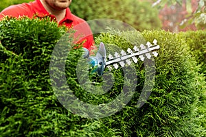 Gardening services - gardener trimming and shaping evergreen thuja hedge with trimmer