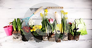 Gardening. Set Of Tools For Gardener And Flowerpots with beautiful spring flowers and tulips