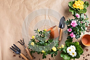 Gardening. Spring composition from houseplants with blooming flowers in pots and gardening tools. Woman hobby and floriculture