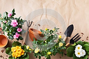 Gardening spring composition from houseplants with blooming flowers in pots and gardening tools. Women hobby and floriculture