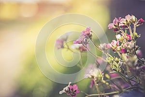 Gardening in spring: Cute white and pink flowers in a blue pot