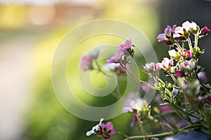 Gardening in spring: Cute white and pink flowers in a blue pot