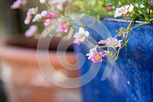 Gardening in spring: Cute white and pink flowers in a blue pot