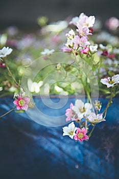 Gardening in spring: Cute white and pink flowers in a blue pot