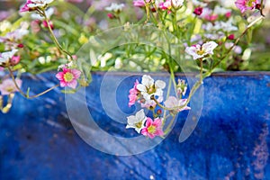 Gardening in spring: Cute white and pink flowers in a blue pot