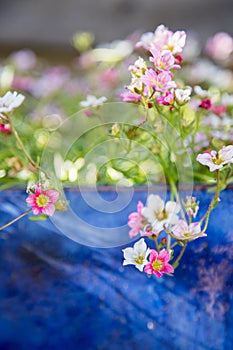 Gardening in spring: Cute white and pink flowers in a blue pot