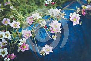 Gardening in spring: Cute white and pink flowers in a blue pot