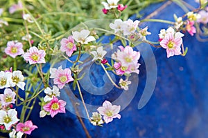 Gardening in spring: Cute white and pink flowers in a blue pot