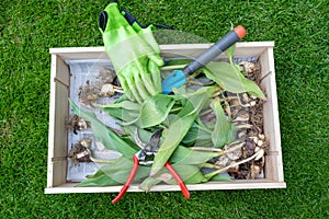 Gardening in spring: preparing the flowering bulbs with spade or shovel for inflorescencer Unearth the bulbs. photo